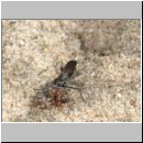 Pompilus cinereus - Wegwespe w60a traegt Wolfsspinne ein - Sandgrube OS-Wallenhorst.jpg